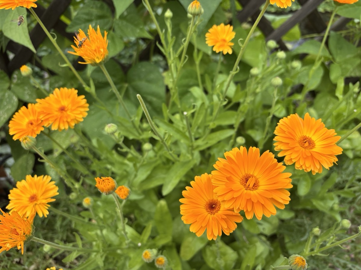 Ringelblumen im Beet, eine Wildbiene fliegt eine Blüte an