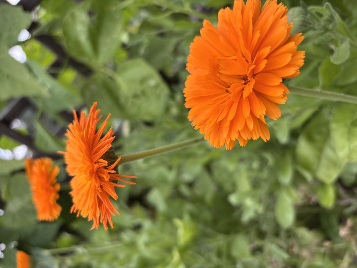 Blühende Ringelblume (Calendula officinalis) in Nahaufnahme